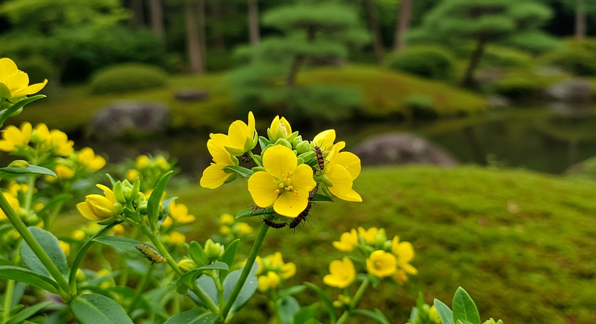 菜の花 庭 に 植え て は いけ ない
