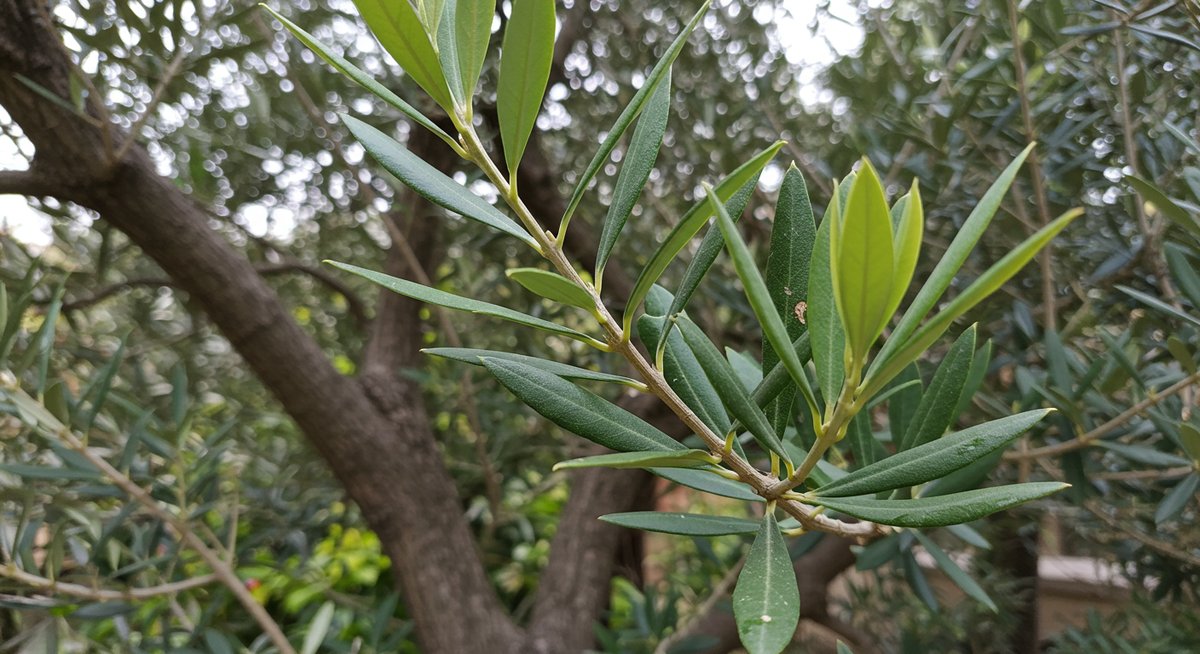 オリーブ シンボル ツリー 後悔