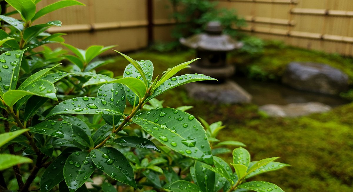 ユキノシタ 植え て は いけ ない