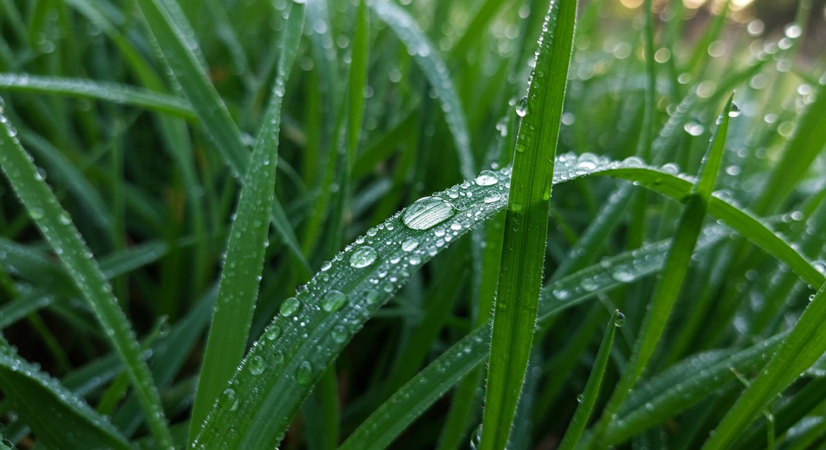 除草剤 いつまで 残る 犬